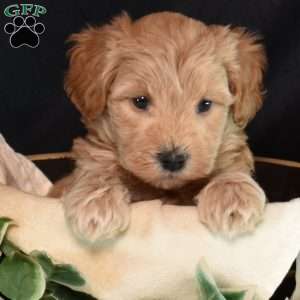 Kooper, Maltipoo Puppy