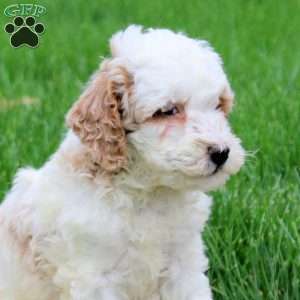 Kooper, Mini Goldendoodle Puppy