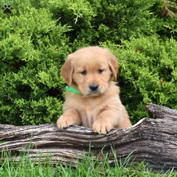 Kora, Golden Retriever Puppy
