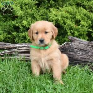 Kora, Golden Retriever Puppy