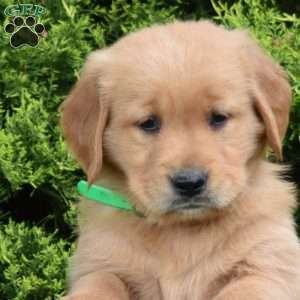 Kora, Golden Retriever Puppy