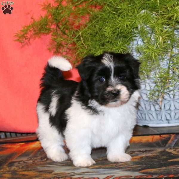 Krissy, Havanese Puppy