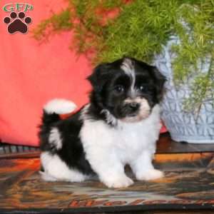 Krissy, Havanese Puppy