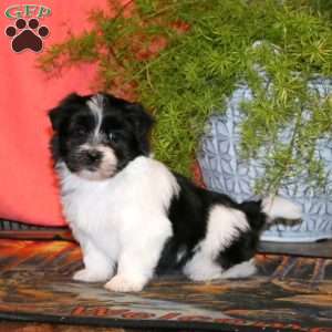 Krissy, Havanese Puppy