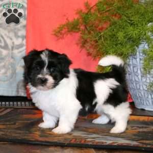 Krissy, Havanese Puppy