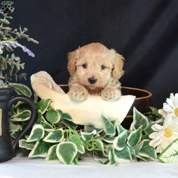 Kyle, Maltipoo Puppy