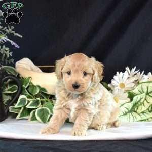 Kyle, Maltipoo Puppy