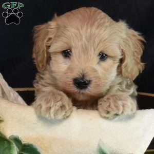 Kyle, Maltipoo Puppy