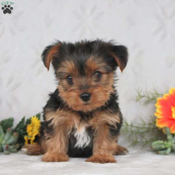 Kyle, Yorkie Puppy