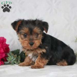 Kyle, Yorkie Puppy