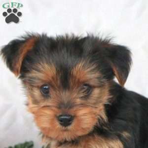 Kyle, Yorkie Puppy
