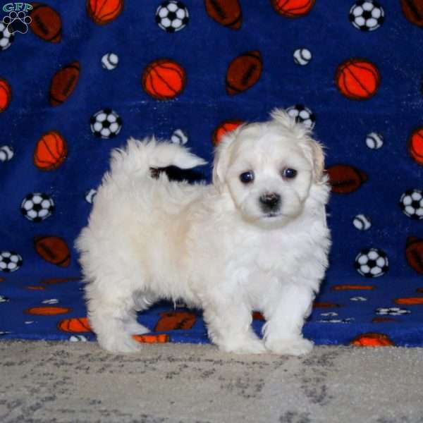 Kyle, Maltipoo Puppy