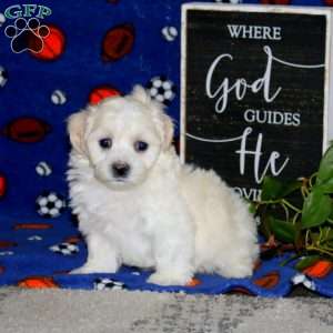 Kyle, Maltipoo Puppy