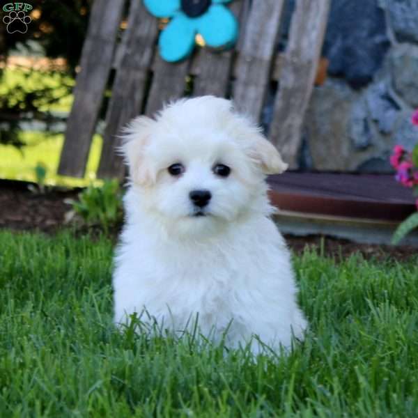 Kyle, Maltipoo Puppy