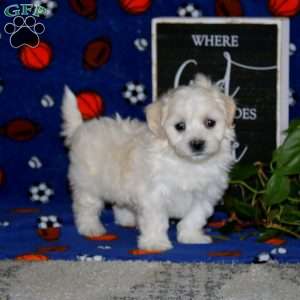Kyle, Maltipoo Puppy