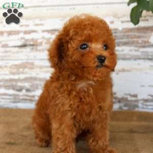 Kyle, Toy Poodle Puppy