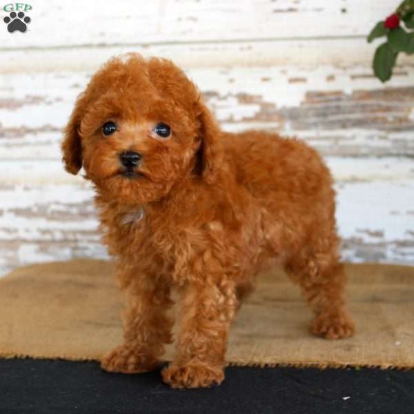Kyle, Toy Poodle Puppy