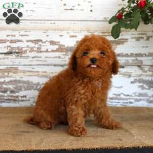 Kyle, Toy Poodle Puppy
