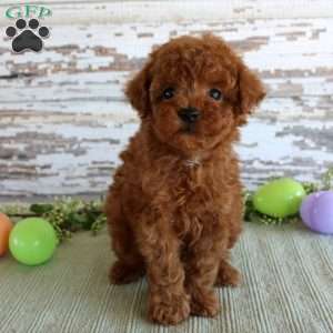 Kyle, Toy Poodle Puppy