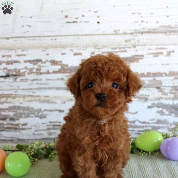 Kyle, Toy Poodle Puppy