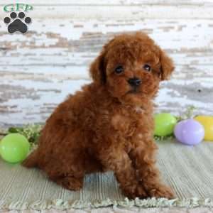 Kyle, Toy Poodle Puppy