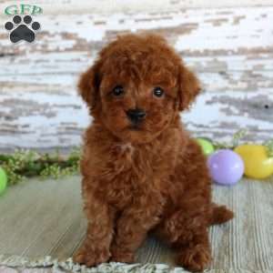Kyle, Toy Poodle Puppy