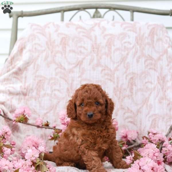 Kyler, Cockapoo Puppy