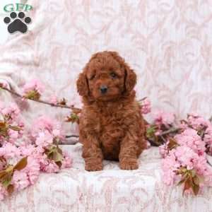 Kyler, Cockapoo Puppy