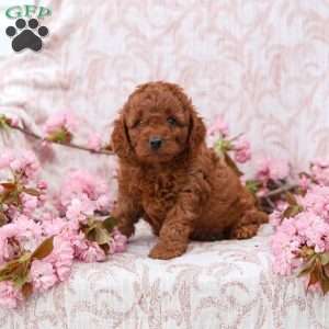 Kyler, Cockapoo Puppy