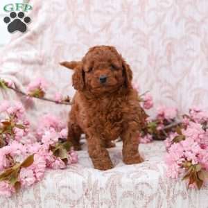 Kyler, Cockapoo Puppy