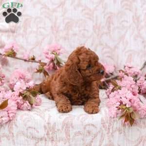 Kyler, Cockapoo Puppy