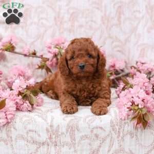 Kyler, Cockapoo Puppy