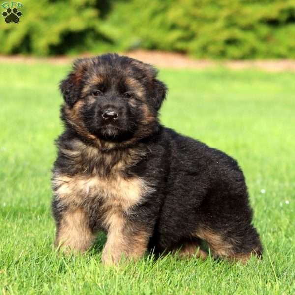 Kylie- long haired, German Shepherd Puppy