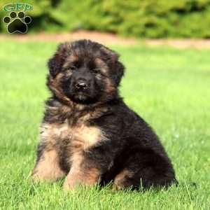 Kylie- long haired, German Shepherd Puppy