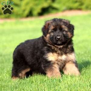 Kylie- long haired, German Shepherd Puppy