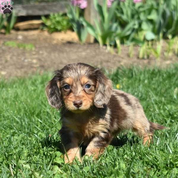 Lacey, Dachshund Puppy
