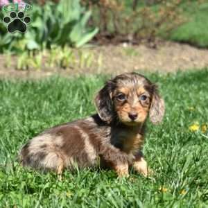 Lacey, Dachshund Puppy