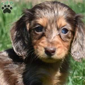 Lacey, Dachshund Puppy