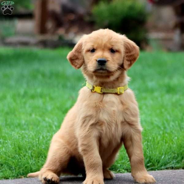 Lacy, Golden Retriever Puppy