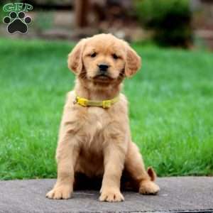 Lacy, Golden Retriever Puppy