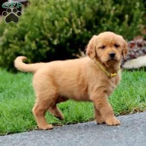 Lacy, Golden Retriever Puppy