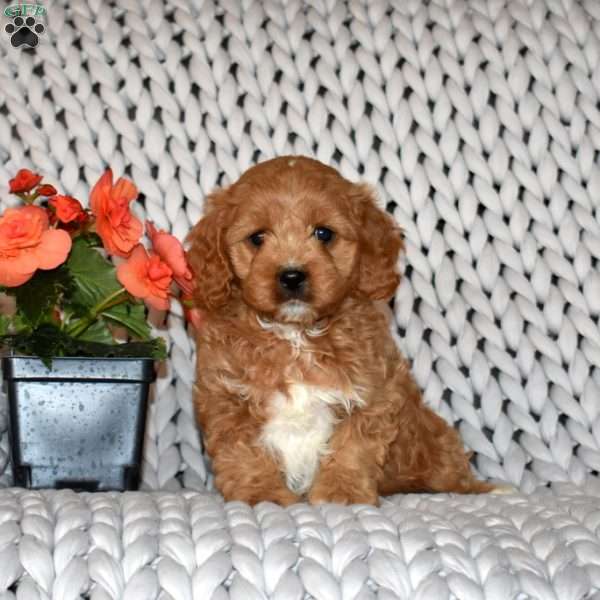 Lady, Cavapoo Puppy