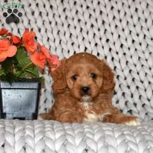 Lady, Cavapoo Puppy