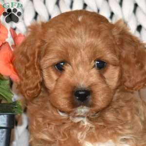 Lady, Cavapoo Puppy