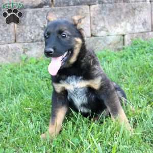 Lady, Blue Heeler Mix Puppy