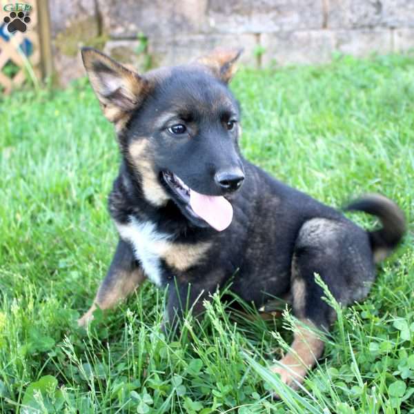 Lady, Blue Heeler Mix Puppy