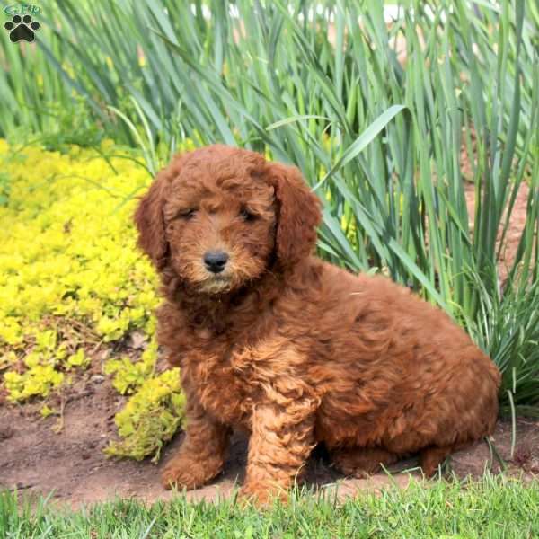 Ladybug, Mini Goldendoodle Puppy