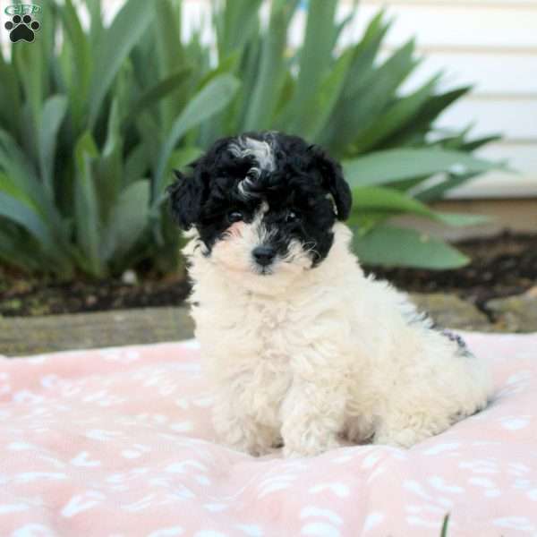 Lamar, Toy Poodle Puppy