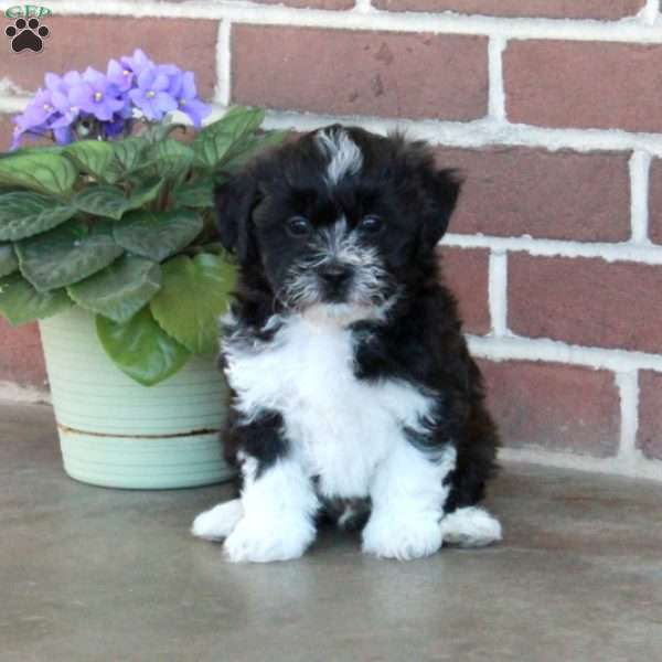 Lamar, Shih Tzu Mix Puppy