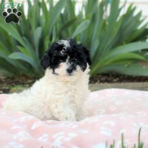 Lamar, Toy Poodle Puppy